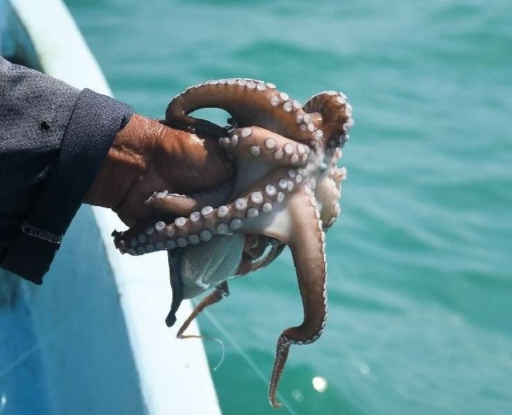 El pulpo maya de Yucatán busca conquistar el mundo con certificación internacional