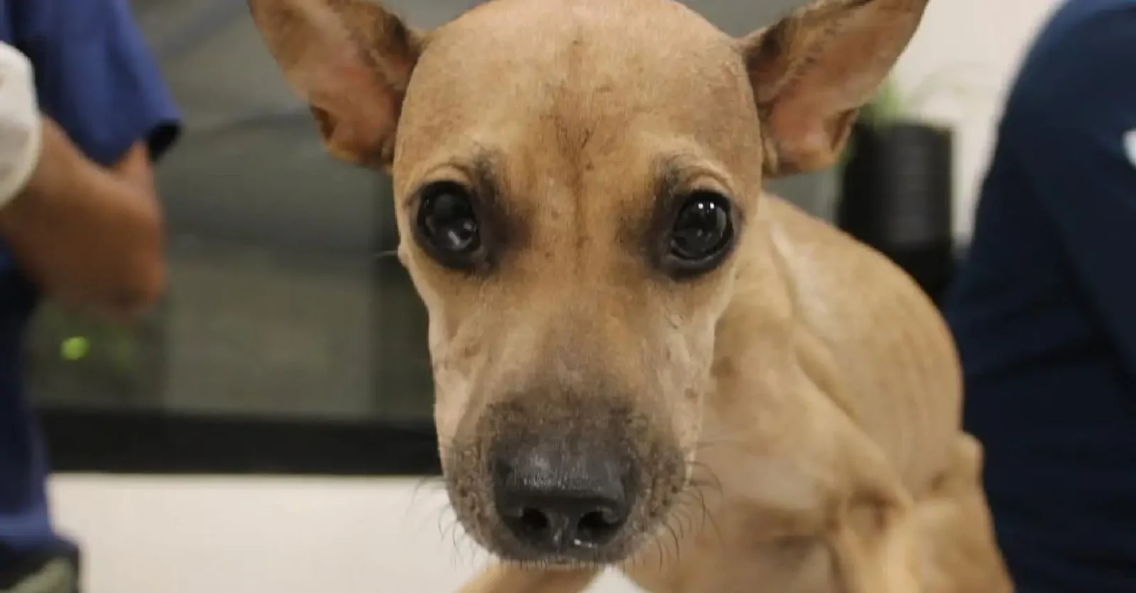 Histórica multa por maltrato animal marca precedente en Mérida