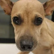 Histórica multa por maltrato animal marca precedente en Mérida