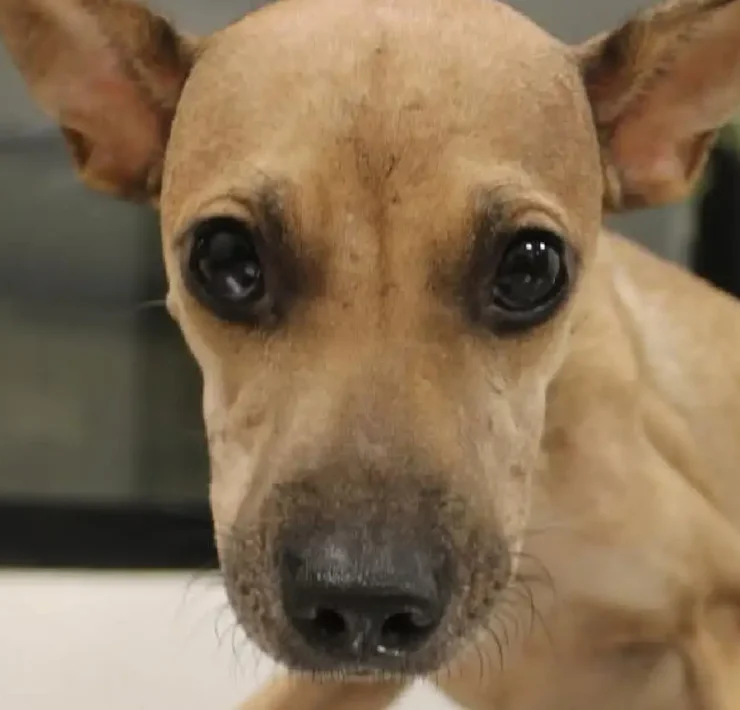 Histórica multa por maltrato animal marca precedente en Mérida