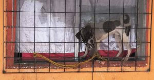 Uno de los perritos fue encontrado amarrado a una ventana, evidencia del grave abandono que sufrían antes del rescate.
