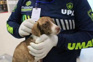 Los perritos reciben atención médica en la Clínica Veterinaria Municipal después de ser rescatados en condiciones de abandono.