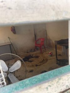 Los perros rescatados presentaban signos de desnutrición y deshidratación tras días de abandono en Ciudad Caucel.