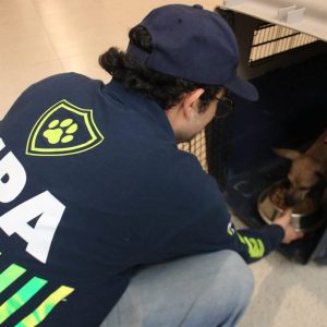 Ocho perros rescatados en Ciudad Caucel tras recibir maltrato; ahora están bajo cuidado de la Unidad de Protección Animal.