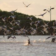 Perros sueltos amenazan la supervivencia de los flamencos en los humedales