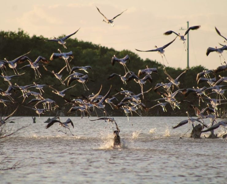 Perros sueltos amenazan la supervivencia de los flamencos en los humedales