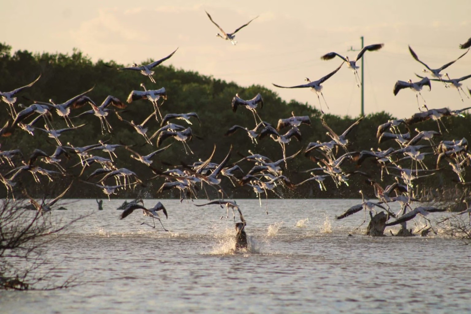 Perros sueltos amenazan la supervivencia de los flamencos en los humedales