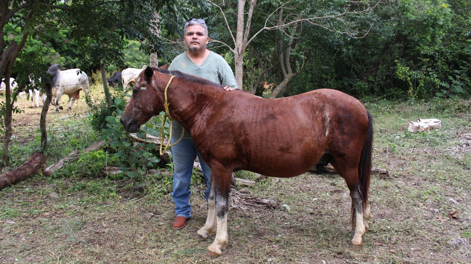 Refuerzo total en Yucatán: atención y curaciones gratis por gusano barrenador