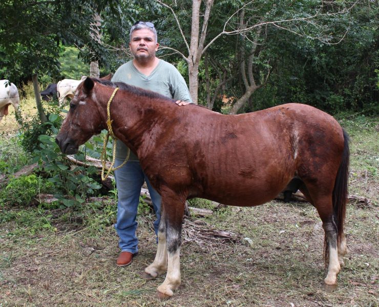 Refuerzo total en Yucatán: atención y curaciones gratis por gusano barrenador