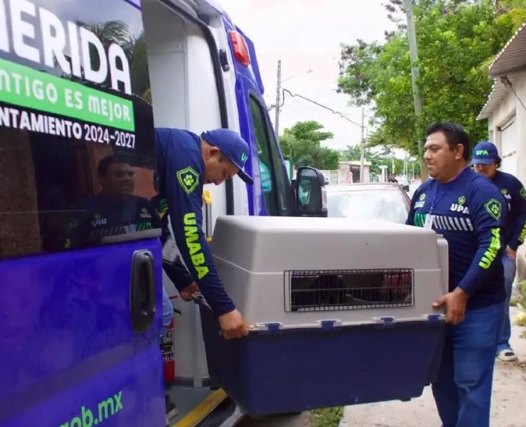 Rescataron a cuatro perritos abandonados impactante caso en Mérida