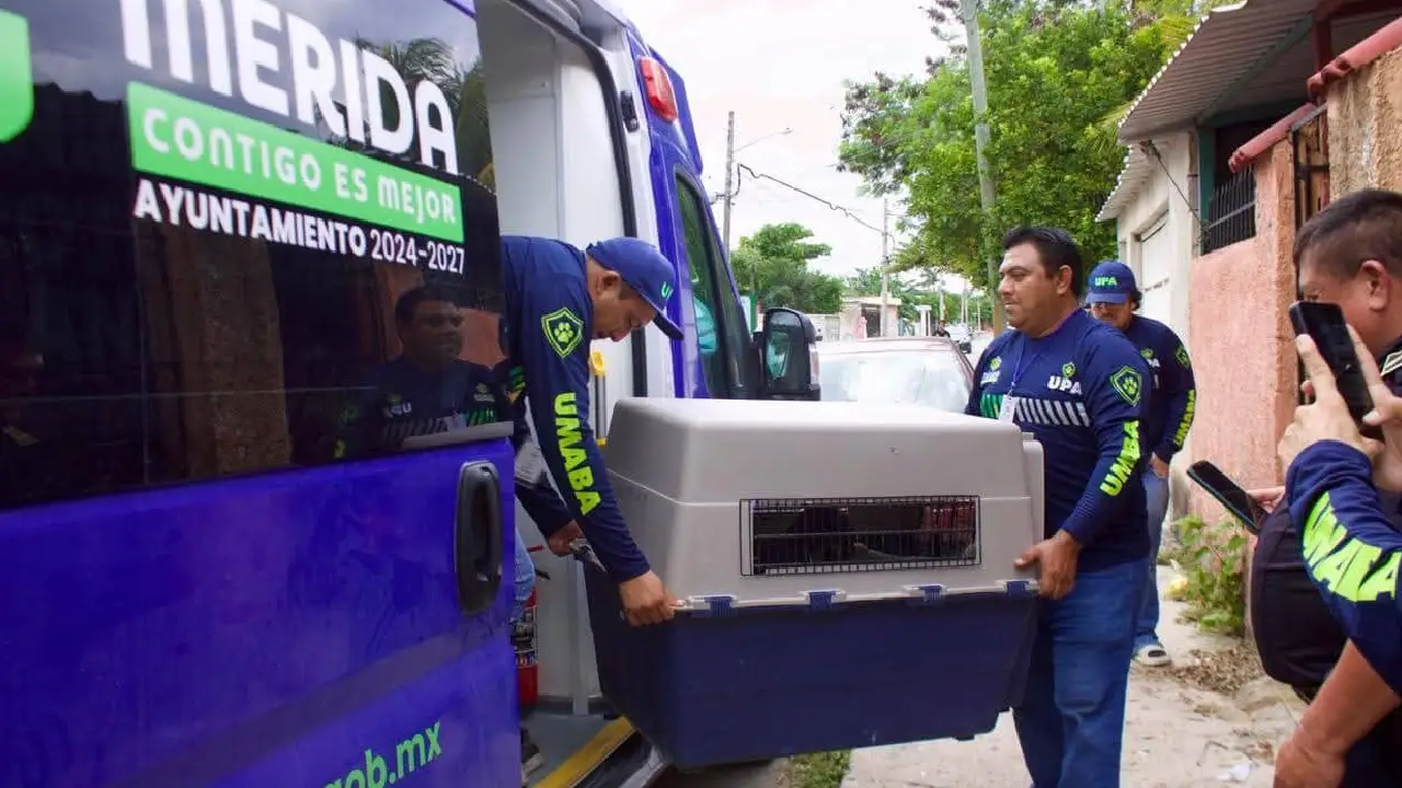 Rescataron a cuatro perritos abandonados impactante caso en Mérida