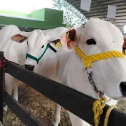 Sanidad y Supervisión del Ganado es prioridad en Xmatkuil