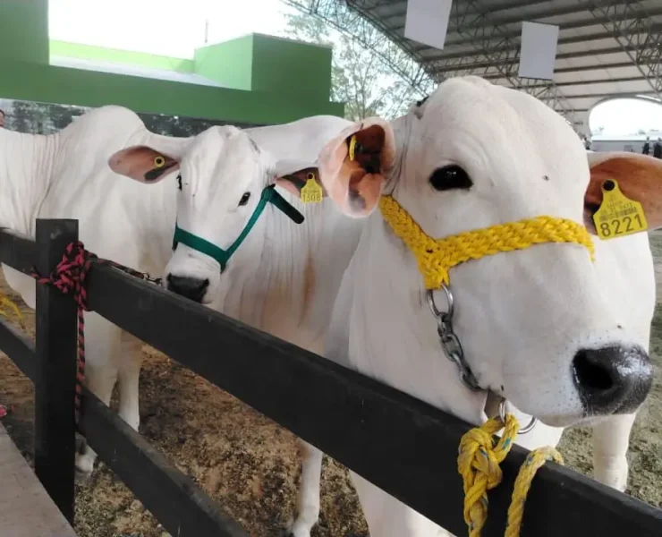 Sanidad y Supervisión del Ganado es prioridad en Xmatkuil