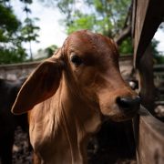 Yucatán da ejemplo nacional al blindar la sanidad ganadera con trabajo conjunto