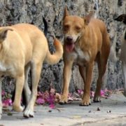 ¡Alerta! Los perros los más afectados por el Gusano Barrenador
