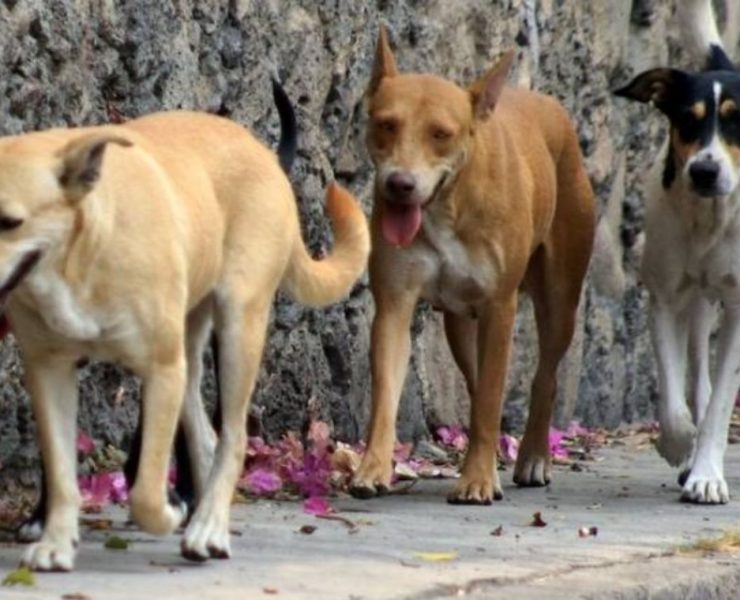 ¡Alerta! Los perros los más afectados por el Gusano Barrenador