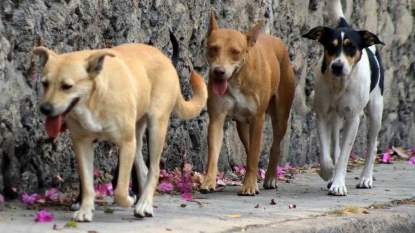 ¡Alerta! Los perros los más afectados por el Gusano Barrenador