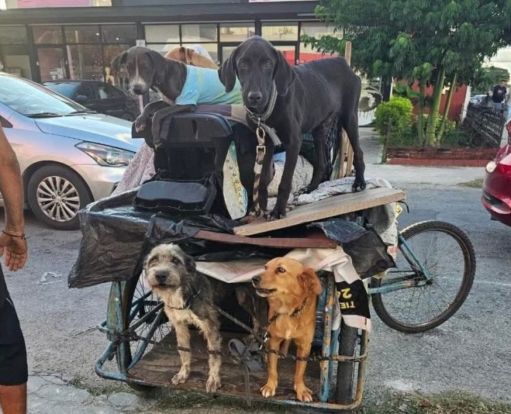 Rescate en Pensiones: Salvan a perros y gatos en condiciones críticas