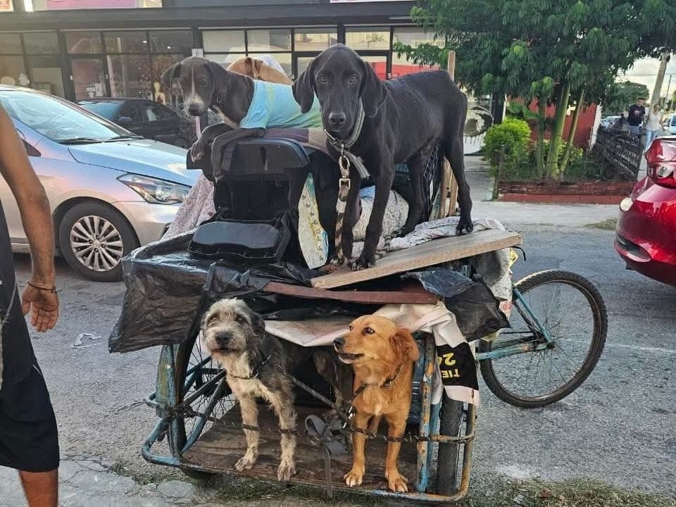 Rescate en Pensiones: Salvan a perros y gatos en condiciones críticas