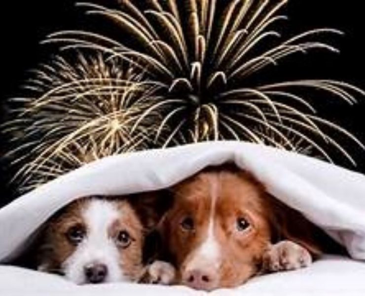 Esto es lo que la pirotecnia provoca en los animales y casi nadie ve