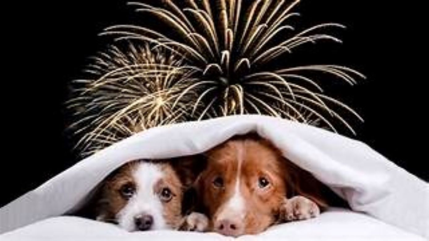 Esto es lo que la pirotecnia provoca en los animales y casi nadie ve