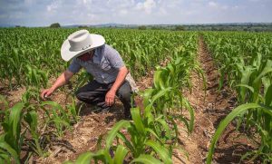 Productoras y productores participarán en el Mercado Renacer del Campo Yucateco en el Gran Parque de La Plancha, ofreciendo productos frescos y locales directamente al público.