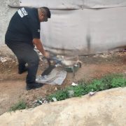 Perros y gatitos mueren en terrible env3nenamiento en Ticul