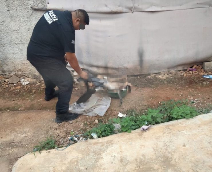 Perros y gatitos mueren en terrible env3nenamiento en Ticul