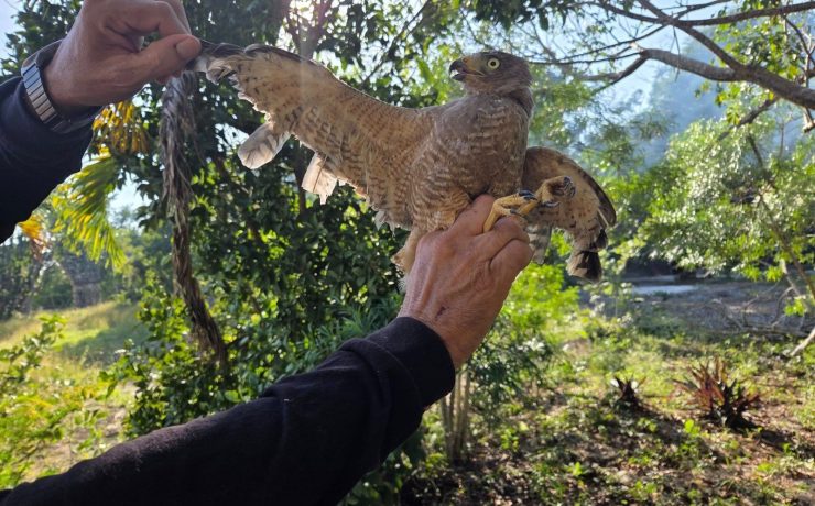 Rescatan un aguililla le cortaron las plumas "como si fuera un ave de corral"