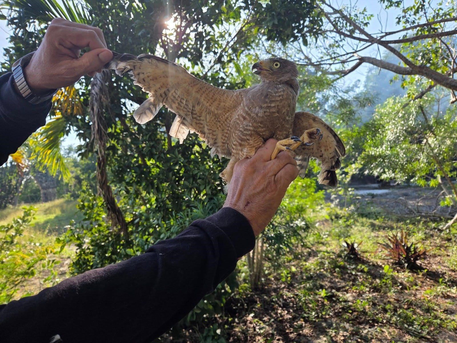 Rescatan un aguililla le cortaron las plumas "como si fuera un ave de corral"