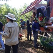 SDS recibe 50 mil plantas nativas para reforzar reforestación en Yucatán