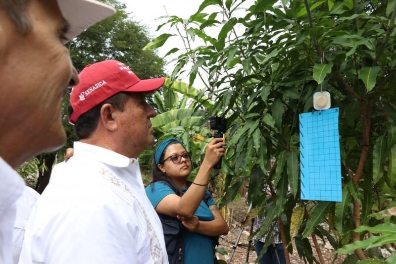 ¡Protegen al ganado! Trampas que frenan al gusano barrenador