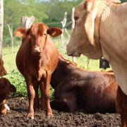 ¡Atención inmediata! Tratamientos gratuitos y acción rápida contra el gusano barrenador