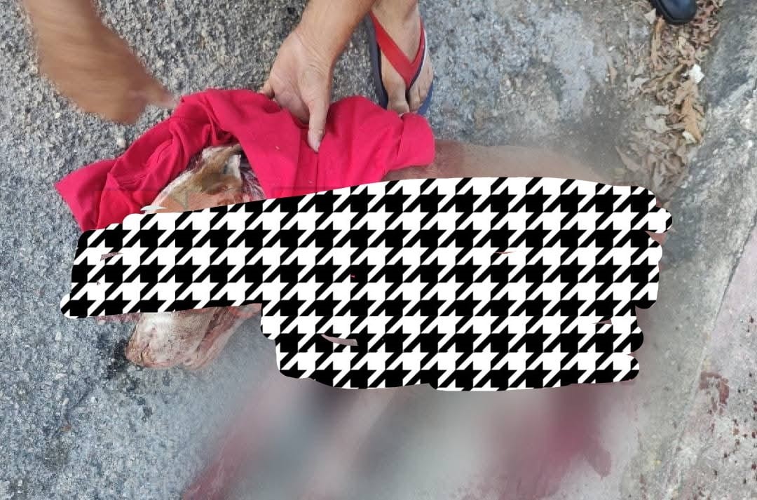 Indignación total: hieren brutalmente a perrito en la Castilla Cámara