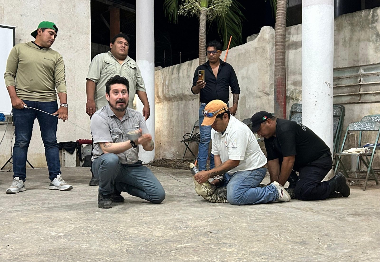 Aprenden a convivir con cocodrilos en Río Lagartos