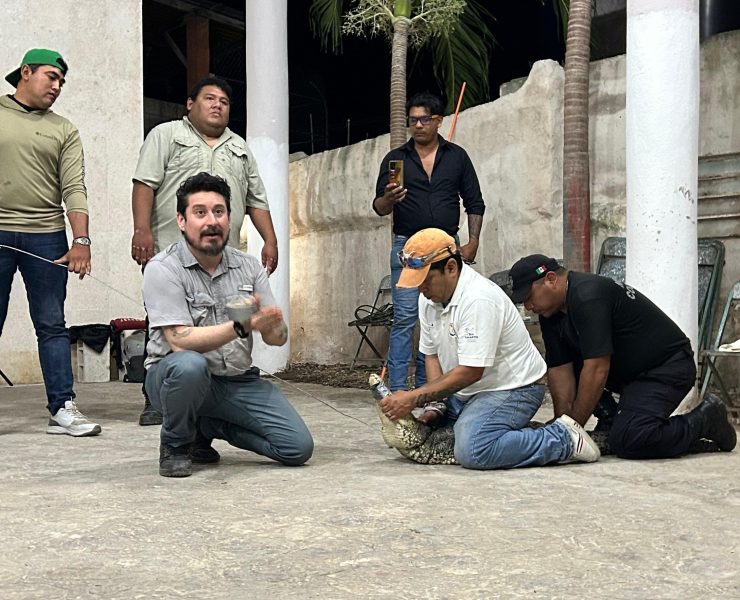 Aprenden a convivir con cocodrilos en Río Lagartos