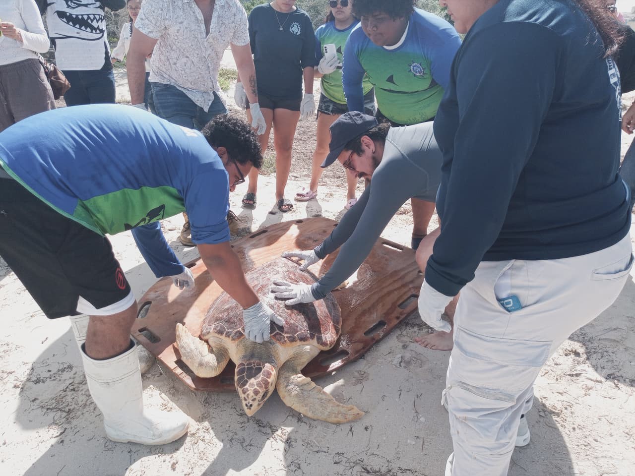 Histórico rescate logra devolver tortuga caguama viva al mar