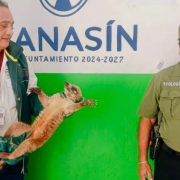 ¡Rescate Ecológico! Policía de Kanasín entrega fauna a Profepa