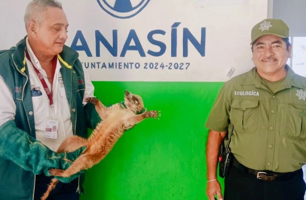 ¡Rescate Ecológico! Policía de Kanasín entrega fauna a Profepa
