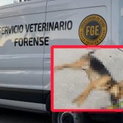 Cinco aves y un perro muertos por presunto enven3namiento en Ciudad Caucel