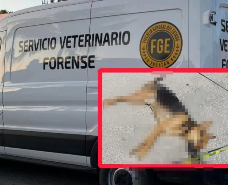 Cinco aves y un perro muertos por presunto enven3namiento en Ciudad Caucel