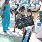 Concluye pesca del mero e inicia veda 2026 en Yucatán