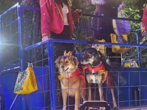 Los caninos también brillaron en el desfile, robándose miradas y corazones con su ternura y alegría en el Corso de Ciudad Carnaval.