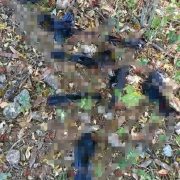 Frío extremo en Yucatán afecta aves y causa muertes en Panabá y Tizimín