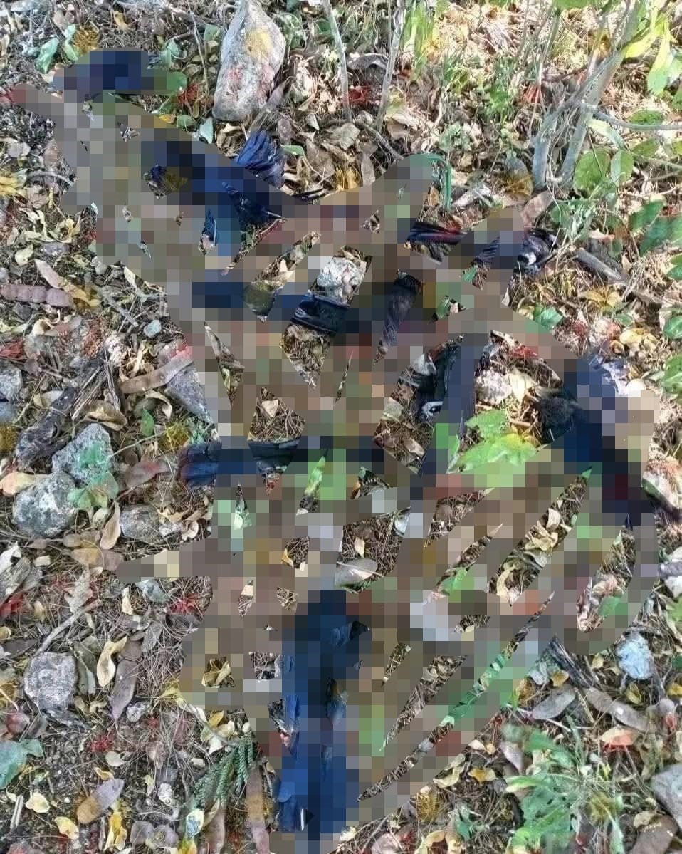 Frío extremo en Yucatán afecta aves y causa muertes en Panabá y Tizimín