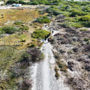 Profepa frena desmonte de manglar en Chelem con operativo