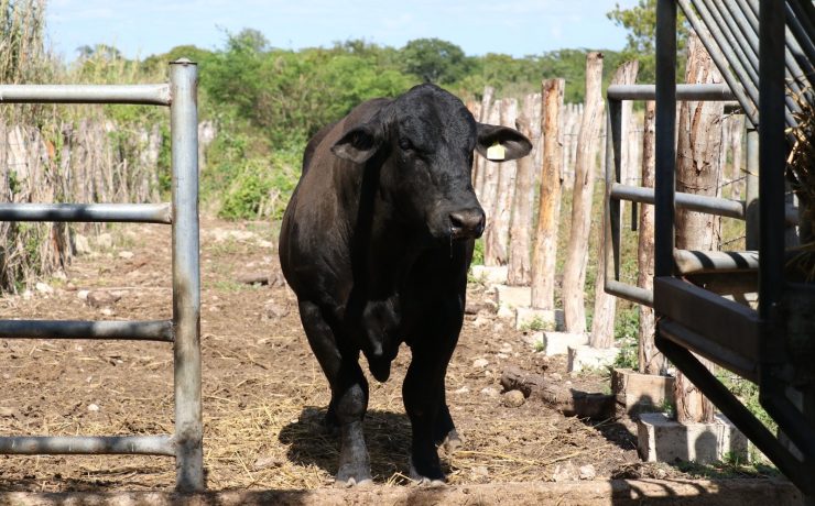 11 Casos: Refuerzan medidas contra Gusano Barrenador en animales domésticos y de producción