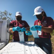 Yucatán refuerza vigilancia permanente ante casos de gusano barrenador