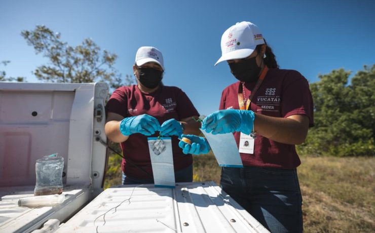 Yucatán refuerza vigilancia permanente ante casos de gusano barrenador