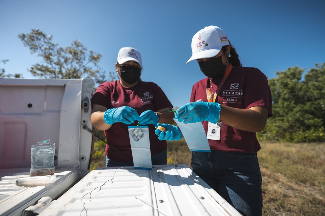 Yucatán refuerza vigilancia permanente ante casos de gusano barrenador